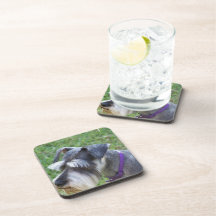 Schnauzer Cork Coaster