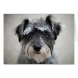 Schnauzer Dog Greeting Card
