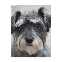 Schnauzer Dog Postcard