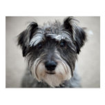 Schnauzer Dog Postcard