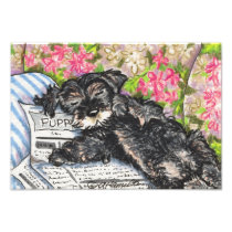 Schnauzer Dreams Print Photo Art