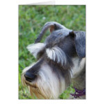 Schnauzer  Greeting Card