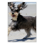 Schnauzer - Jr is a Happy Boy! Greeting Cards