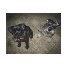 Schnauzer noir et gris enveloppé ! toile tendue sur châssis