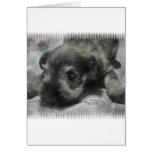 Schnauzer Puppy Greeting Card