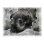 Schnauzer Puppy Postcard