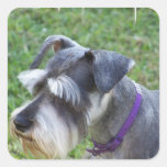 Schnauzer  Stickers