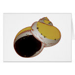 Schneckenhaus Meerschnecke sea snail shell cards