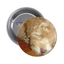 Schnoodle Puppy Sleeping Button