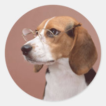 Scholarly Beagle Round Stickers