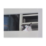 Schöne Aussicht Postkarte