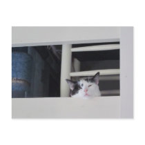 Schöne Aussicht Postkarte
