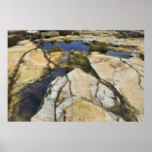 Schoodic Peninsula Tidepool Poster