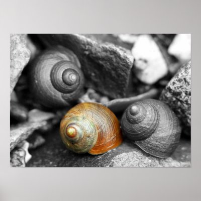 Schoodic Snails II Poster by emagery
