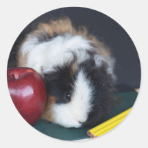 School Guinea Pig Stickers