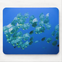 School of Batfish Mouse Pads