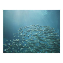 School of fish, Nassau, Bahamas Postcards