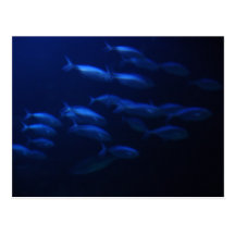 School of Fish Post Cards