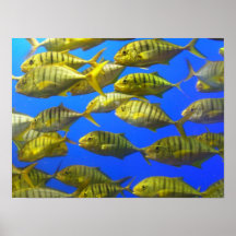 School of fish Poster