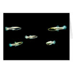 School of Least Killifish Card