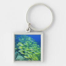 School of swimming bluelined snappers keychain