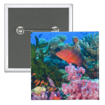 schooling Fairy Basslets  (Pseudanthias Pinback Buttons
