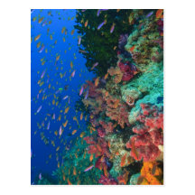 Schooling Fairy Basslets (Pseudanthias Post Cards
