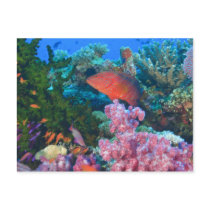 schooling Fairy Basslets  (Pseudanthias