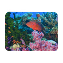 schooling Fairy Basslets  (Pseudanthias Rectangle Magnets