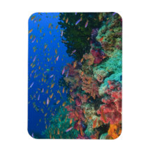 Schooling Fairy Basslets (Pseudanthias Rectangle Magnets