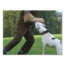 Schutzhund American Bulldog Photo