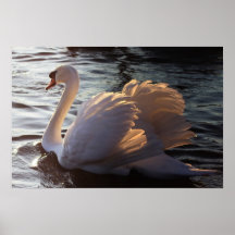 Schwanensee Plakatdruck