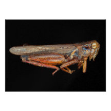 Science - Entomology - The specimin Custom Invites