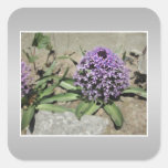 Scilla. Purple flower in a garden. On Grey. Square Sticker