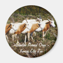 Scimitar Horned Oryx Magnet