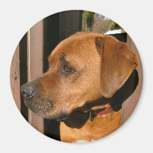 Scooby! Magnets