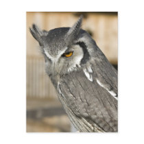 Scops Owl Portrait Postcard