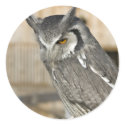 Scops Owl Stickers