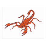 Scorpion ~ Insect Scorpio Scorpions Post Card