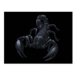 Scorpion Post Cards