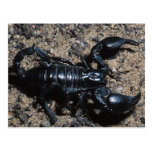 Scorpion Postcards