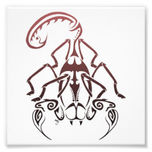 Scorpion Print Photograph
