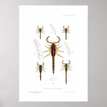 Scorpions Affiches