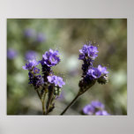 Scorpionweed Purple Wildflower Posters