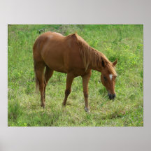 Scotch Eats Posters