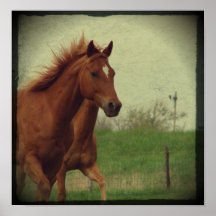 Scotch Trots Print