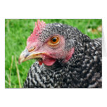 Scots Grey Hen - Poultry Greeting Card cards