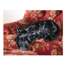 Scottie in a Big Red Chair Postcard
