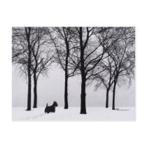 Scottie in Snowy Woods Postcards