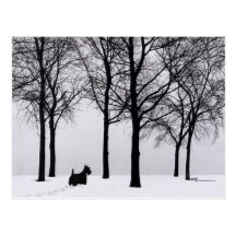 Scottie in Snowy Woods Postcards